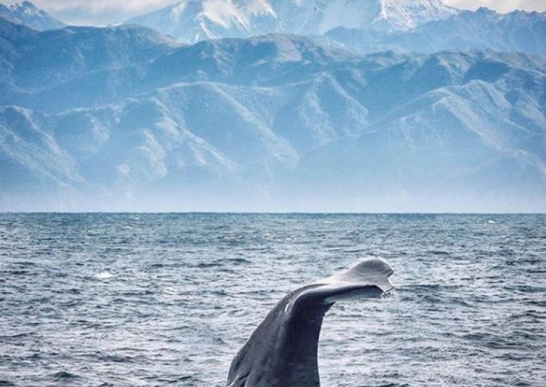 Hapuku whale May 2019 2